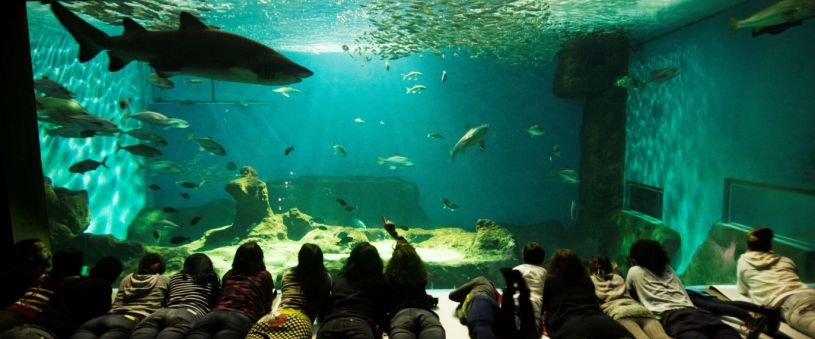 L' Acquario di Siviglia a Natale 