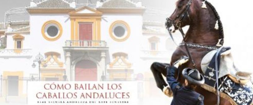 Cómo bailan los caballos andaluces en la Plaza de Toros de la Maestranza en Sevilla. Cómo bailan los caballos andaluces en la Plaza de Toros de la Maestranza en Sevilla.