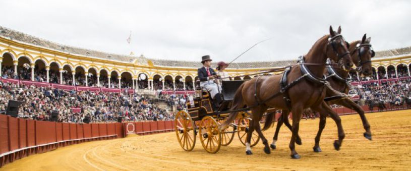 XXXIII отображения копыта лошадей в Севилье 2018