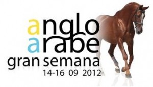 Anglo Arab horse Week 2013 